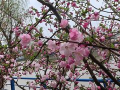-高东镇樱花园