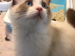 -1013 PET SHOP 宠物商店(近铁城市广场店)