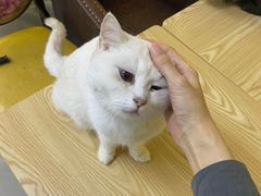 -猫咪咖啡店(新城大街店)