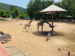 -大连森林动物园