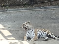 -大连森林动物园