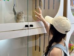 -青奢宠物·青奢猫舍