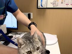 -瑞派康怡24h宠物医院·犬猫医疗中心·微创绝育(瑞景分院)