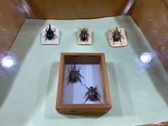 -上海大自然野生昆虫馆