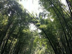 -东天目山风景区