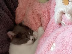 -翊宠yipet猫狗购宠庄园犬舍•猫舍