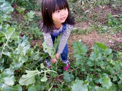 -小慧大桃观光采摘园
