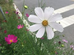 -鲁山国家森林公园