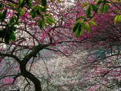 -杭州植物园