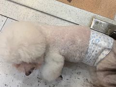 -喵园·猫主题咖啡厅·撸猫·猫咖(国贸店)