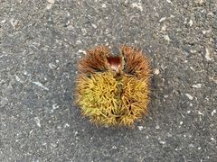 -芋香缘tarosweet(1天地店)