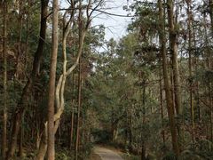 -青龙山国家森林公园