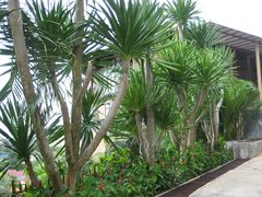 绿色植物-卡伦普纳卡度假村