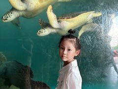 -广东惠东海龟国家级自然保护区