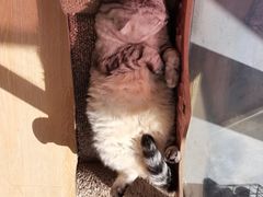 -猫咪派对(江南西店)