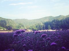 iphone_upload_pic-紫海香堤香草艺术庄园