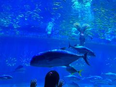 -华夏文旅海洋公园