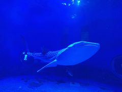 -烟台海昌鲸鲨海洋公园