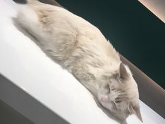 -飞行喵MR PILOT|猫舍·猫咖(静安大融城店)