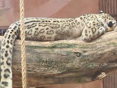 -青藏高原野生动物园