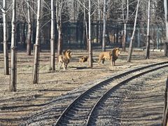 -秦皇岛野生动物园