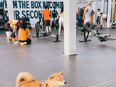-CrossFit MET综合体能训练馆(朝阳路店)