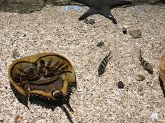 -芜湖新华联大白鲸海洋公园