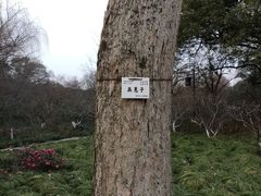 -西湖外事游船(花港观鱼码头)