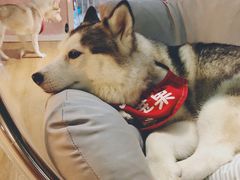 -Husky Go! 哈士奇体验馆·宠物咖啡厅狗咖