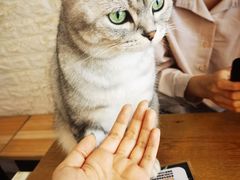 -平行世界·猫咖(首经贸店)