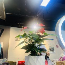 -魔型社