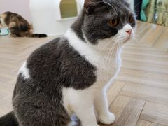 -酷豆宠物咖啡·宠物美食·撸猫馆