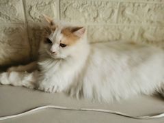 -平行世界·猫咖(首经贸店)