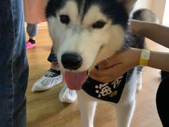 -Husky Go! 哈士奇体验馆·宠物咖啡厅狗咖