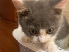 -喵zoo家庭繁育猫舍(尖东智能花园店)