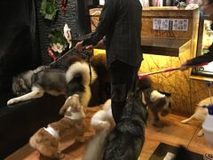 -more than meow吴止猫主题餐厅(承德 中船汇店)