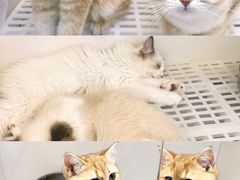 -lincat·猫舍(广州店)