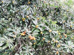 -宝岩生态观光园