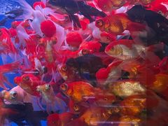 -青石桥花鸟鱼虫市场(叠翠城店)