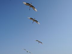 -盐城丹顶鹤湿地生态旅游区