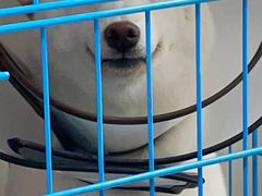 -创凡宠物医院·骨专科  猫科中心(西乡分院)