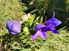 -敕勒川草原文化旅游区