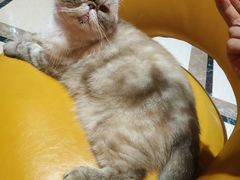 -猫色咖啡·猫咖