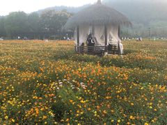 -径山花海