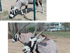 -大连森林动物园