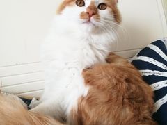 -美联众合宠物医院·爱萌分院·内外科·猫科中心