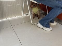 -艾贝尔宠物医院 ·内科全科(梁溪路店)