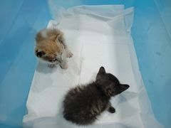 -伟伟宠物医院·CT影像中心·瑞派犬猫综合性门诊(汉口总院)