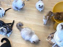 -有喵·猫咖·狗咖·30几只猫10只小狗(岗厦店)