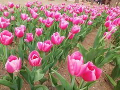 -长春公园(普阳街道)